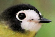 White-faced Robin (Tregellasia leucops)